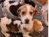 PoulaTo: Διαθέσιμα κουτάβια Beagle